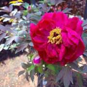 ヒメ日記 2026/04/23 07:40 投稿 はづき 小田原人妻城