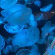 ヒメ日記 2025/06/16 20:20 投稿 もな しろうとCollection