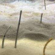 ヒメ日記 2025/08/14 20:36 投稿 もな しろうとCollection