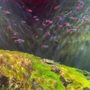 ヒメ日記 2026/03/24 20:37 投稿 もな しろうとCollection