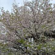 ヒメ日記 2026/04/09 10:46 投稿 ゆい セレブコレクション赤坂