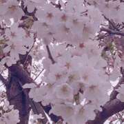 ヒメ日記 2025/03/29 20:08 投稿 みか ミルキーパイ