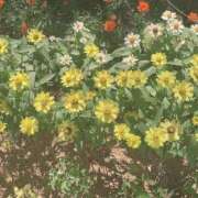 ヒメ日記 2025/07/15 14:05 投稿 みか ミルキーパイ