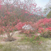 ヒメ日記 2025/11/15 14:26 投稿 いずみ YESグループ　華女