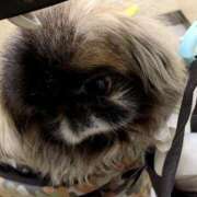 ヒメ日記 2025/02/23 07:38 投稿 ともえ 鶯谷おかあさん