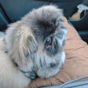 ヒメ日記 2025/02/27 12:14 投稿 ともえ 鶯谷おかあさん