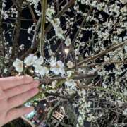 ヒメ日記 2025/03/01 21:16 投稿 ともえ 鶯谷おかあさん