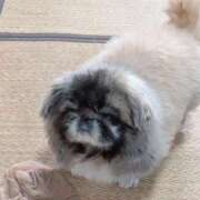 ヒメ日記 2025/03/15 06:53 投稿 ともえ 鶯谷おかあさん