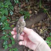 ヒメ日記 2025/03/24 07:52 投稿 ともえ 鶯谷おかあさん