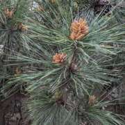 ヒメ日記 2025/04/24 07:46 投稿 ともえ 鶯谷おかあさん