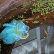 ヒメ日記 2025/05/02 06:33 投稿 ともえ 鶯谷おかあさん