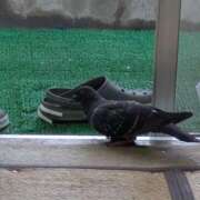 ヒメ日記 2025/05/04 07:02 投稿 ともえ 鶯谷おかあさん