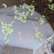 ヒメ日記 2025/05/11 06:12 投稿 ともえ 鶯谷おかあさん