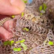 ヒメ日記 2025/05/22 05:48 投稿 ともえ 鶯谷おかあさん