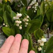 ヒメ日記 2025/05/28 19:36 投稿 ともえ 鶯谷おかあさん