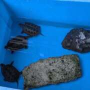 ヒメ日記 2025/06/13 07:19 投稿 ともえ 鶯谷おかあさん