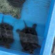 ヒメ日記 2025/07/06 06:59 投稿 ともえ 鶯谷おかあさん