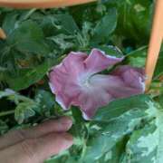 ヒメ日記 2025/07/08 07:19 投稿 ともえ 鶯谷おかあさん