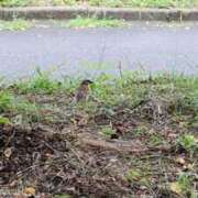 ヒメ日記 2025/07/09 06:46 投稿 ともえ 鶯谷おかあさん