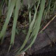 ヒメ日記 2025/07/09 23:09 投稿 ともえ 鶯谷おかあさん