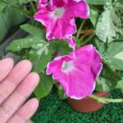 ヒメ日記 2025/07/12 06:29 投稿 ともえ 鶯谷おかあさん