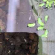 ヒメ日記 2025/07/16 06:19 投稿 ともえ 鶯谷おかあさん