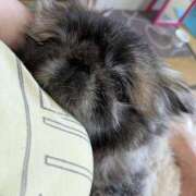 ヒメ日記 2025/07/19 06:04 投稿 ともえ 鶯谷おかあさん