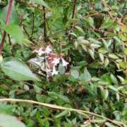 ヒメ日記 2025/07/20 06:39 投稿 ともえ 鶯谷おかあさん