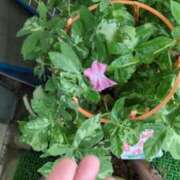 ヒメ日記 2025/07/22 07:09 投稿 ともえ 鶯谷おかあさん