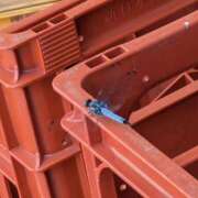 ヒメ日記 2025/07/24 06:23 投稿 ともえ 鶯谷おかあさん