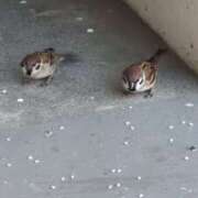 ヒメ日記 2025/07/25 06:19 投稿 ともえ 鶯谷おかあさん