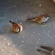 ヒメ日記 2025/07/25 06:39 投稿 ともえ 鶯谷おかあさん