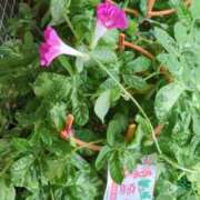 ヒメ日記 2025/07/26 06:39 投稿 ともえ 鶯谷おかあさん