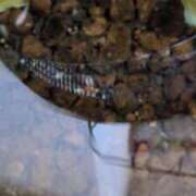 ヒメ日記 2025/07/27 05:59 投稿 ともえ 鶯谷おかあさん