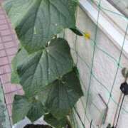 ヒメ日記 2025/07/28 05:39 投稿 ともえ 鶯谷おかあさん