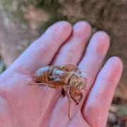 ヒメ日記 2025/07/30 06:09 投稿 ともえ 鶯谷おかあさん