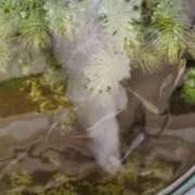 ヒメ日記 2025/07/31 07:19 投稿 ともえ 鶯谷おかあさん