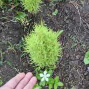 ヒメ日記 2025/08/01 06:09 投稿 ともえ 鶯谷おかあさん