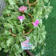 ヒメ日記 2025/08/04 05:49 投稿 ともえ 鶯谷おかあさん