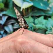 ヒメ日記 2025/08/06 05:59 投稿 ともえ 鶯谷おかあさん