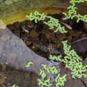 ヒメ日記 2025/08/08 05:59 投稿 ともえ 鶯谷おかあさん