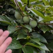 ヒメ日記 2025/08/10 06:19 投稿 ともえ 鶯谷おかあさん