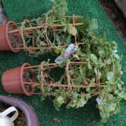 ヒメ日記 2025/08/11 05:59 投稿 ともえ 鶯谷おかあさん