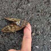 ヒメ日記 2025/08/11 18:09 投稿 ともえ 鶯谷おかあさん