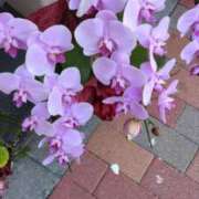 ヒメ日記 2025/08/12 06:49 投稿 ともえ 鶯谷おかあさん