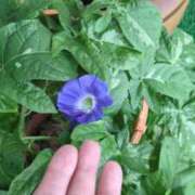 ヒメ日記 2025/08/13 06:19 投稿 ともえ 鶯谷おかあさん