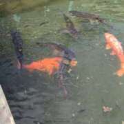 ヒメ日記 2025/08/14 20:19 投稿 ともえ 鶯谷おかあさん