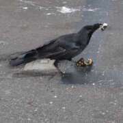 ヒメ日記 2025/08/15 05:59 投稿 ともえ 鶯谷おかあさん