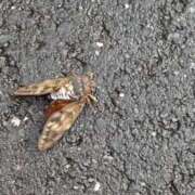 ヒメ日記 2025/08/16 05:59 投稿 ともえ 鶯谷おかあさん