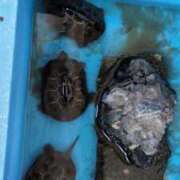 ヒメ日記 2025/08/18 06:09 投稿 ともえ 鶯谷おかあさん